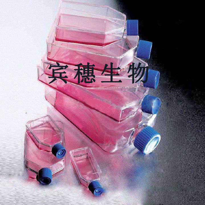 DCS细胞|人树突状细胞