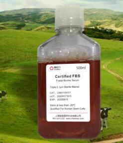 Hep-3B/人肝癌细胞系Hep-3B