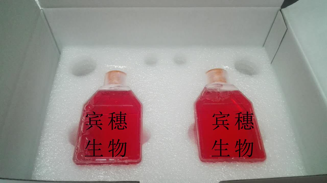 FRTL-5 Cell：大鼠甲状腺细胞