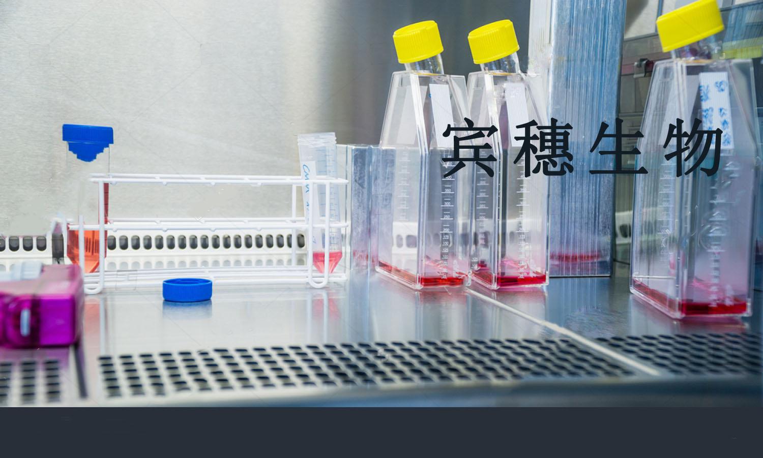 JG Cell：小鼠肾小球旁细胞