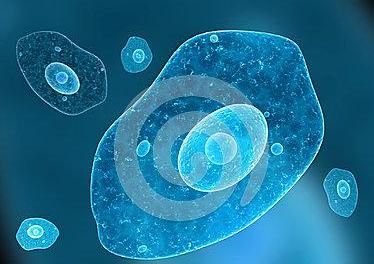 人肾系膜细胞培养试剂盒【Human Kidney PrimacellTM：Normal Renal Mesangial Cells】