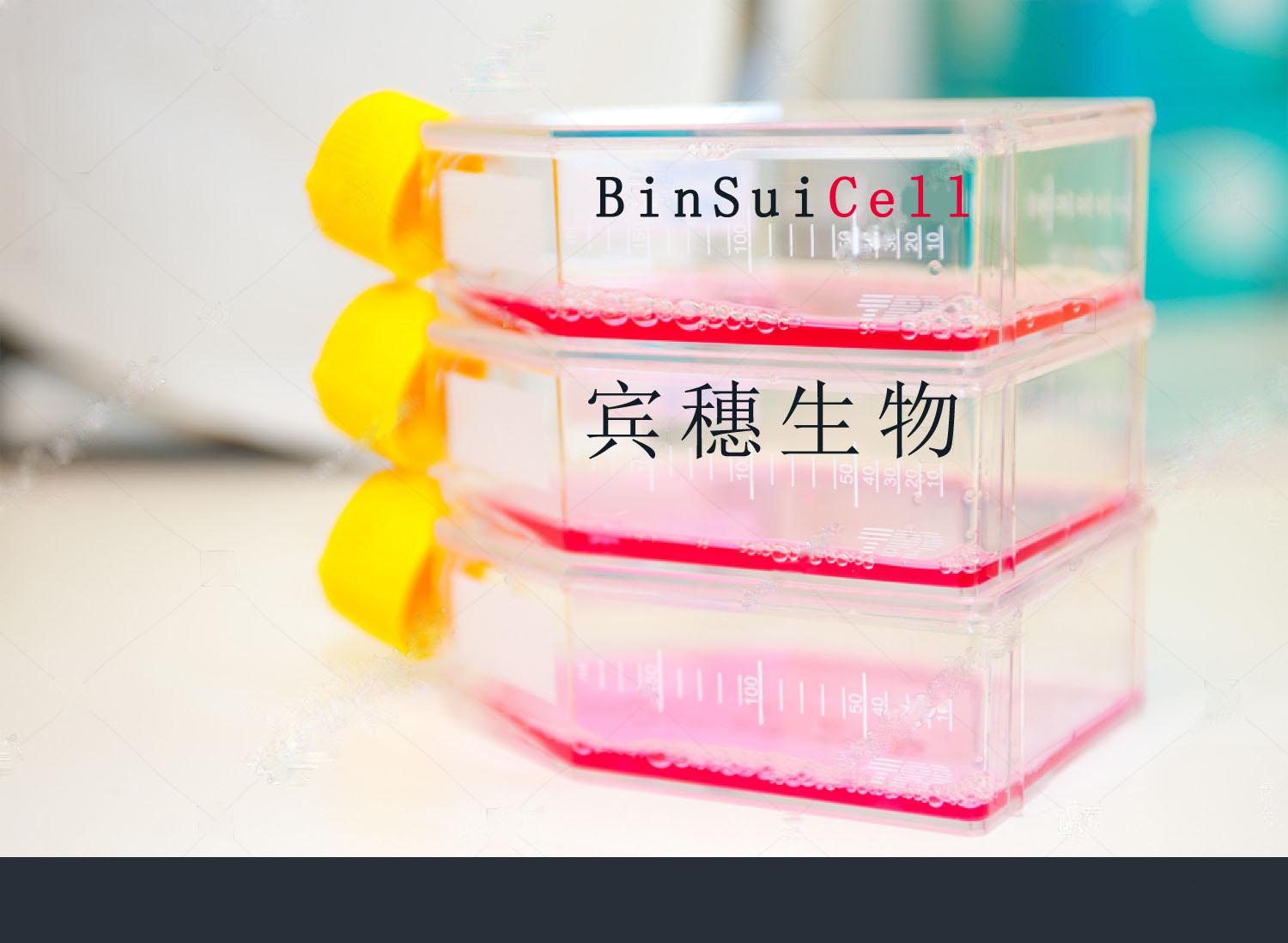 CF-1 Cell：小鼠胚胎成纤维细胞