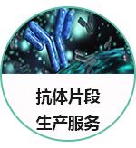 抗体片段表达服务（scFv/Fab）
