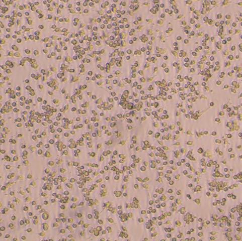RAW264.7细胞;小鼠腹腔巨噬细胞细胞系;丰晖生物; 细胞购买