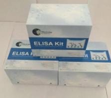 Human SF3B2 ELISA Kit