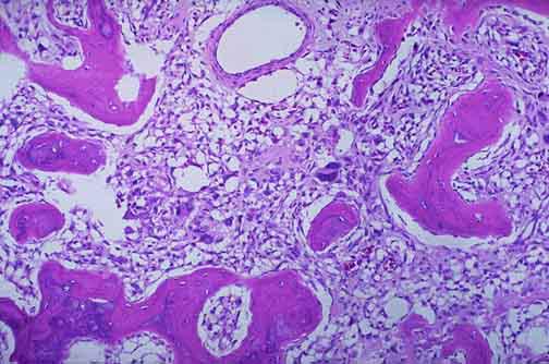 小鼠肺大静脉内皮细胞【MouseLung:NormalVeinEndothelialCells】说明书