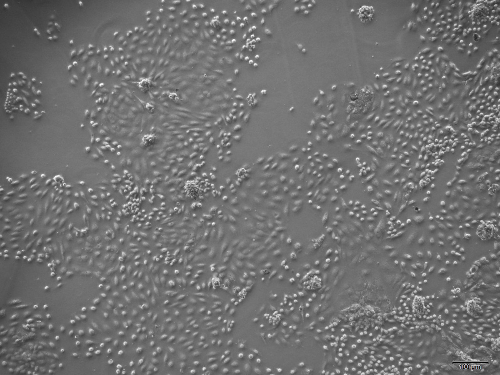 大鼠肾小管上皮细胞