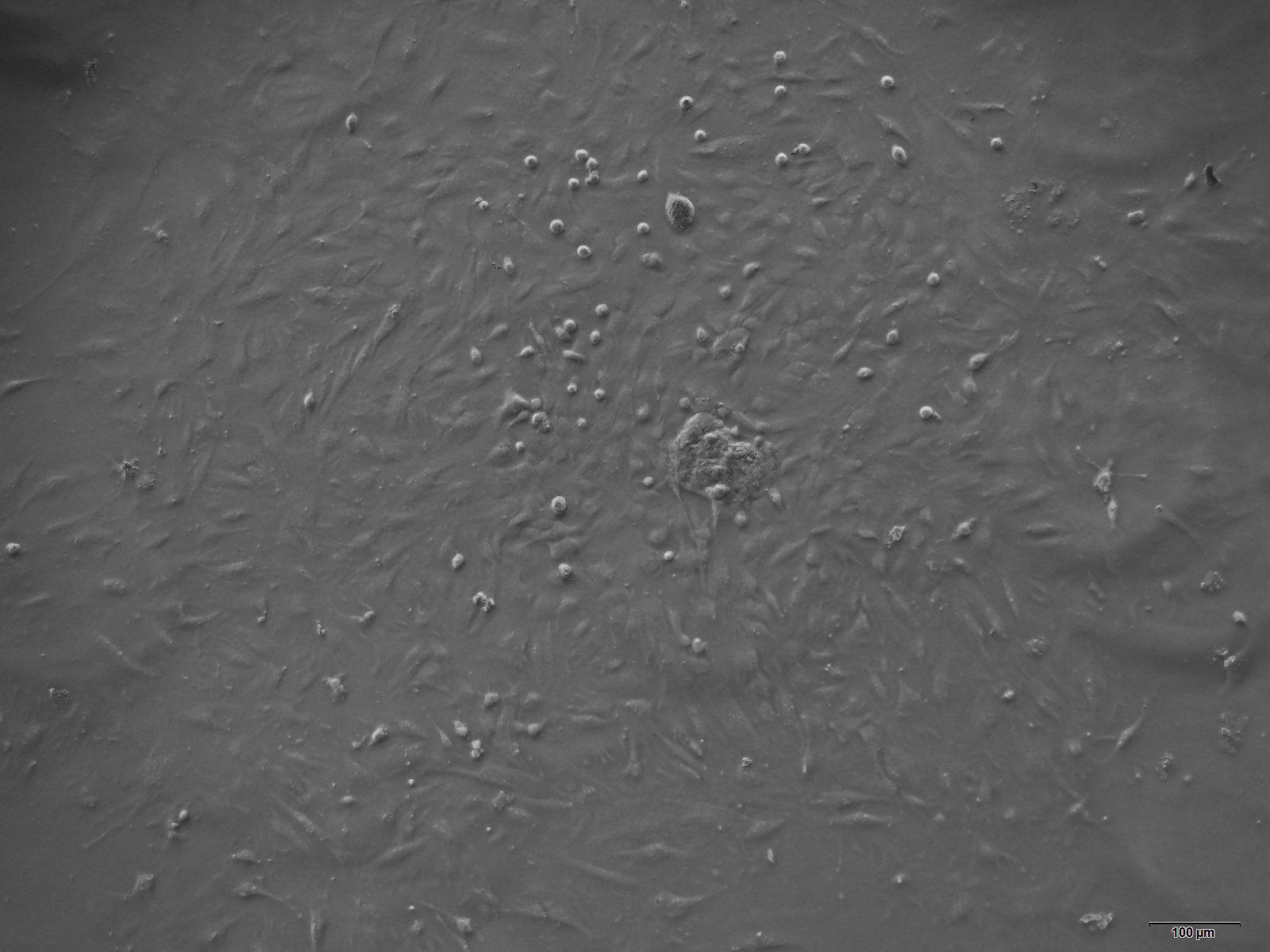 大鼠小肠上皮细胞