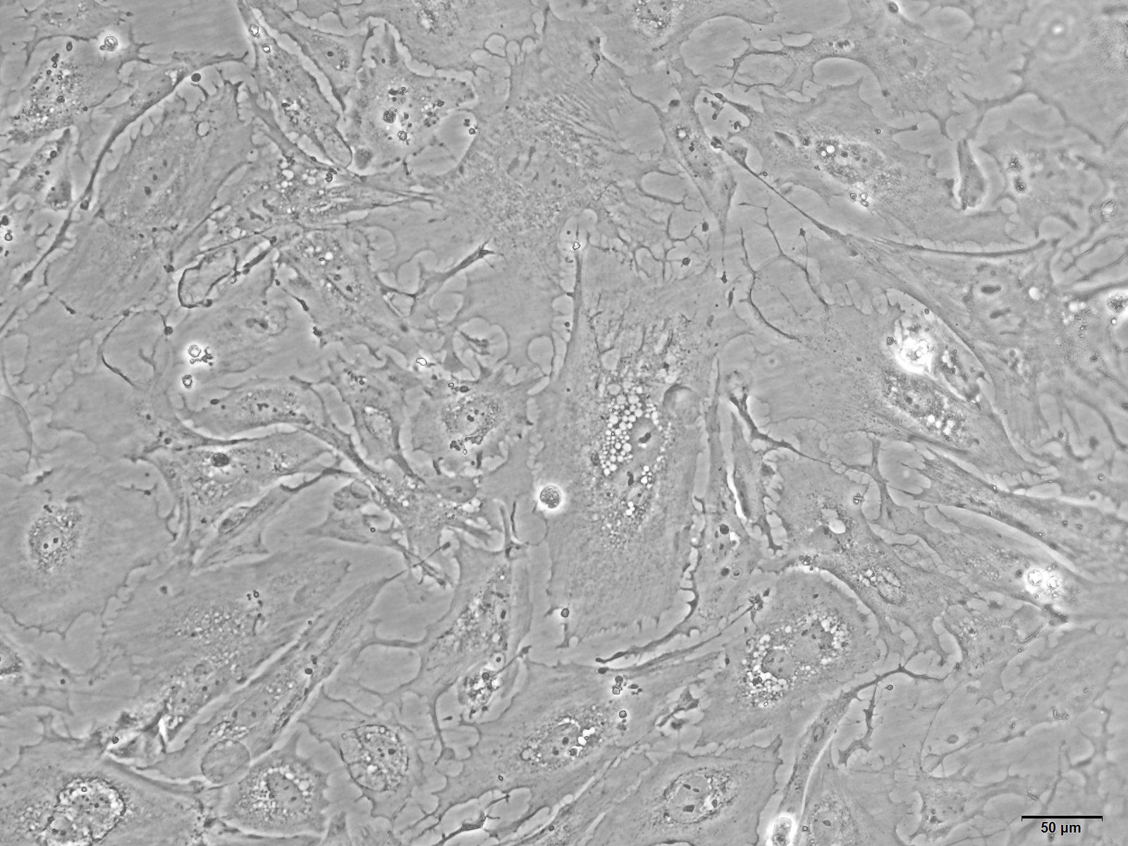 大鼠卵巢颗粒细胞