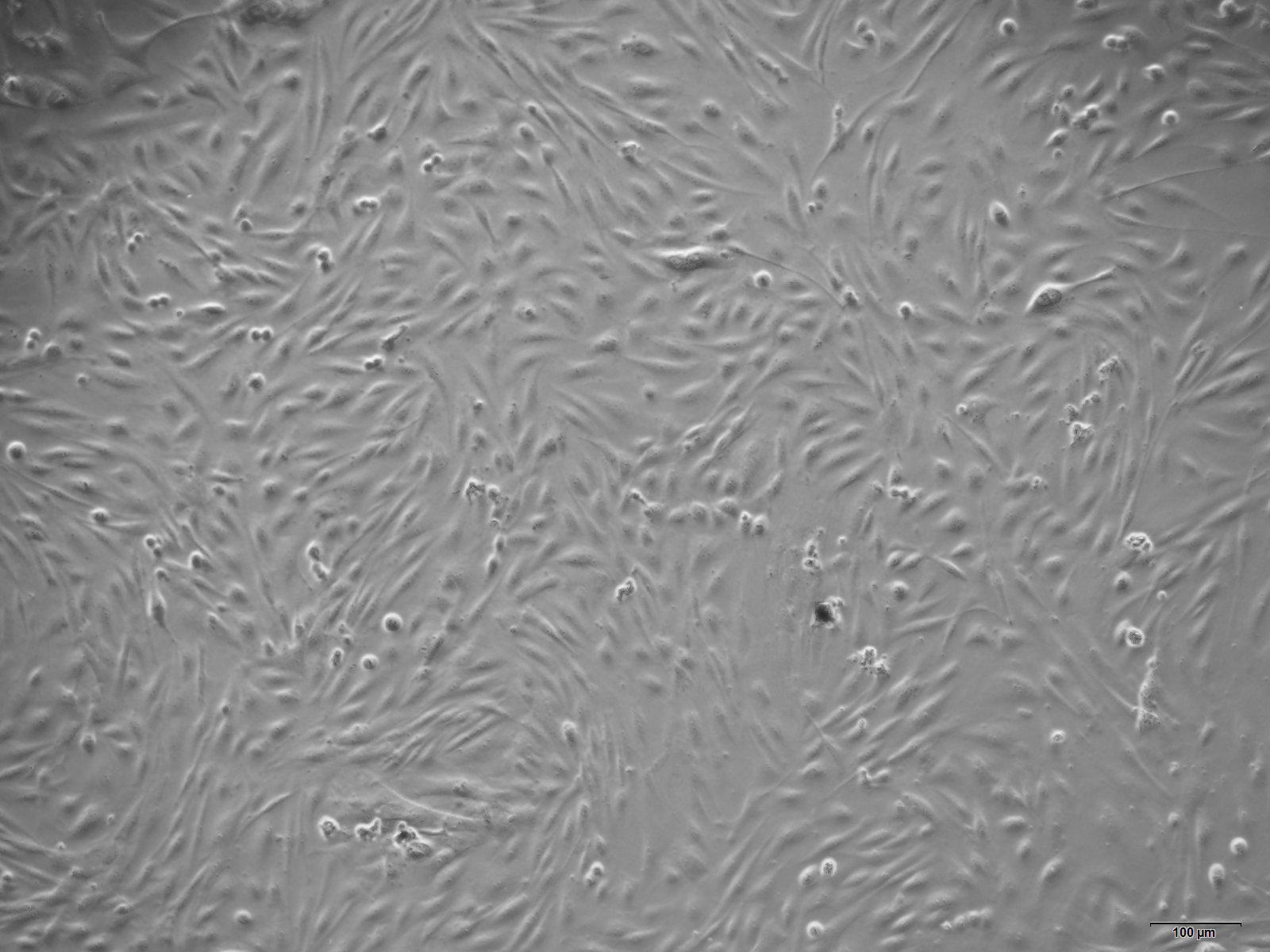 大鼠骨髓巨噬细胞