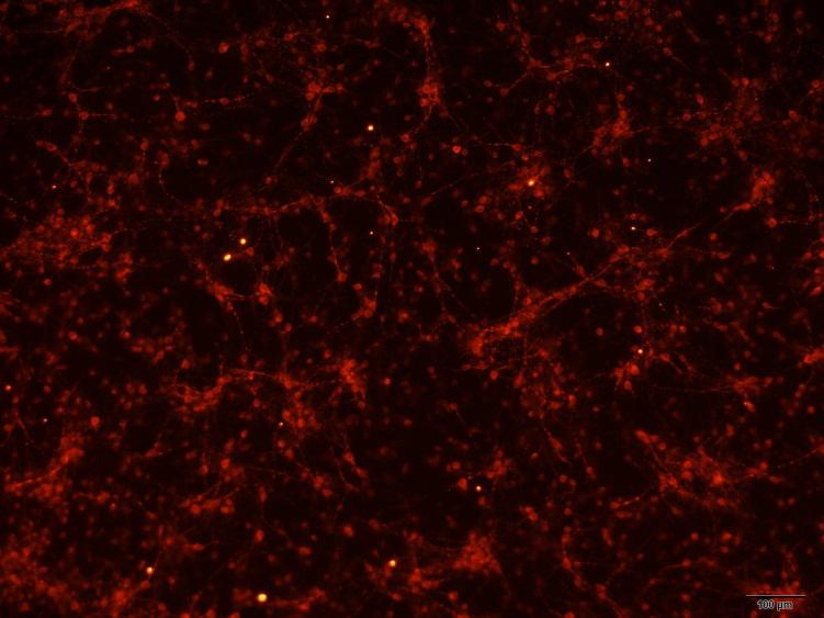 小鼠少突胶质细胞