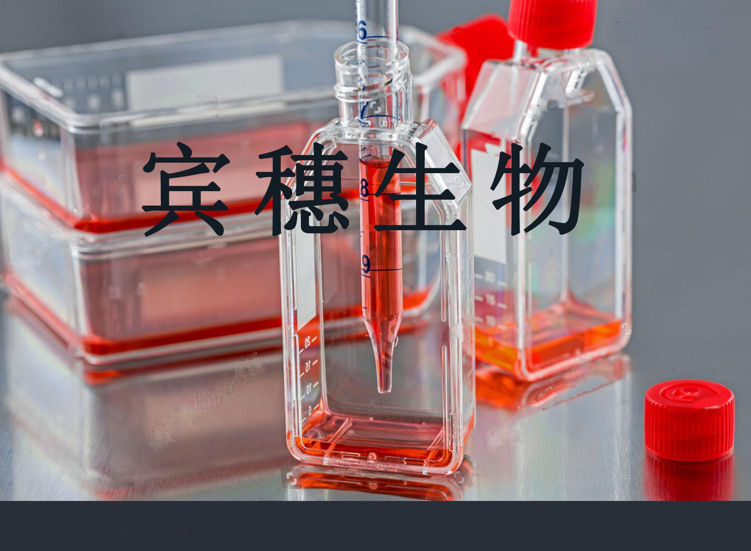 U937 Cell|人组织细胞