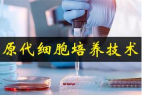 大鼠肺泡巨噬细胞分离培养试剂盒