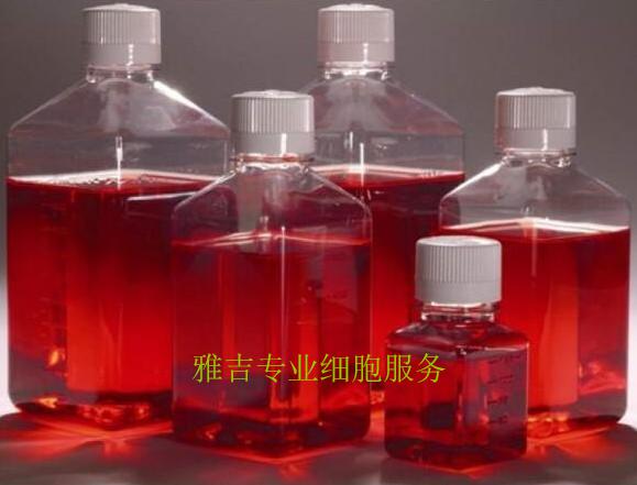 SIEC猪小肠黏膜上皮细胞