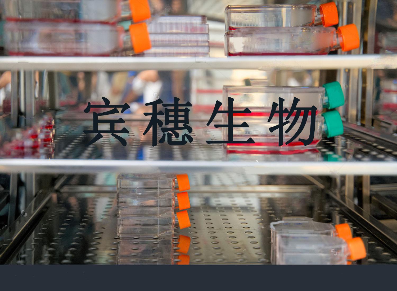 JAR 人胎盘绒毛癌细胞