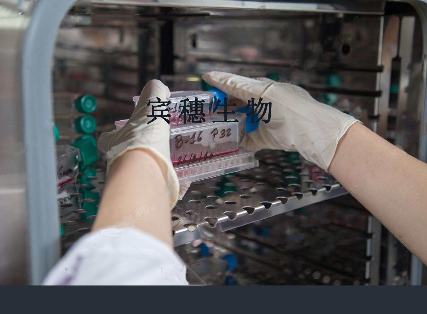 INS-1 大鼠胰岛细胞瘤细胞