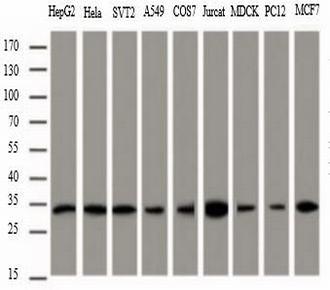 中杉金桥TA-13Mouse Anti-PCNA mAb