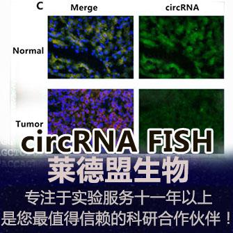 circRNA 荧光原位杂交 FISH 检测(环状RNA)