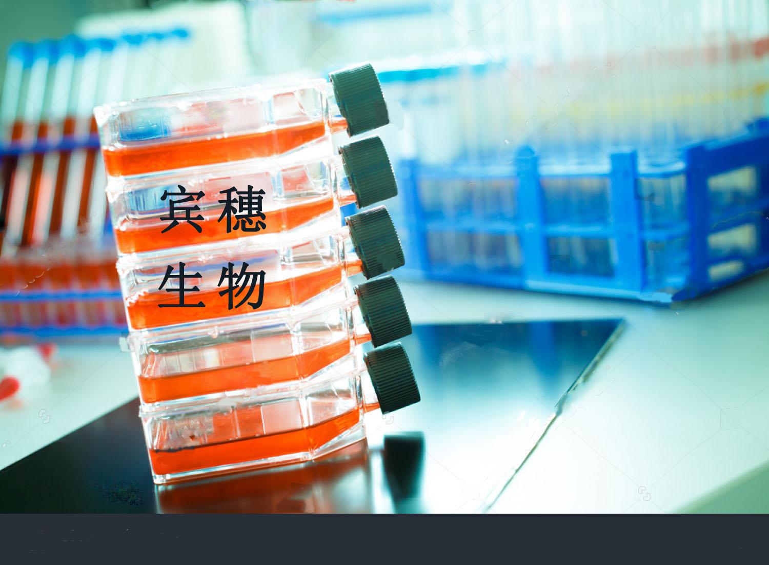 HUCEC 人正常宫颈上皮细胞