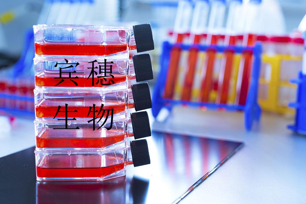 RPE 人视网膜色素上皮细胞