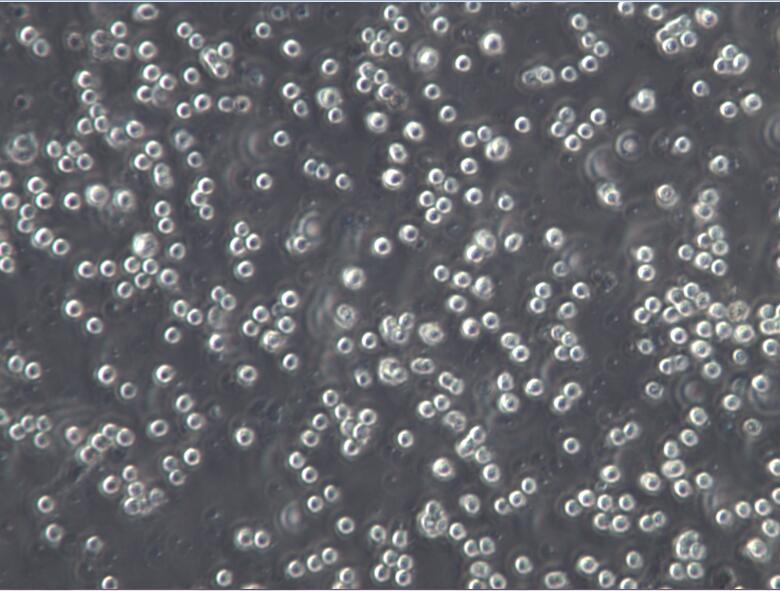 CA46、CA-46、CA46细胞