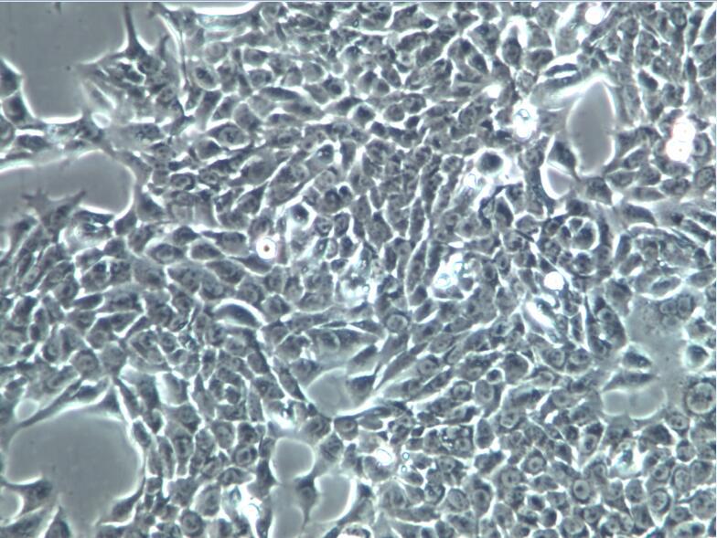 Hacat 人永生化角质形成细胞