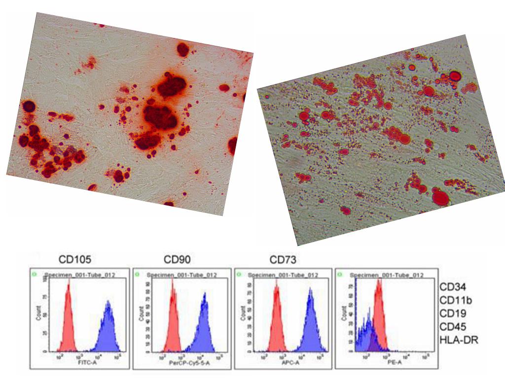 间充质干细胞的原代分离、培养与鉴定