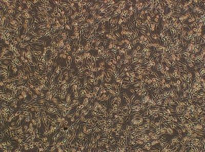  大鼠原代脊髓神经元细胞