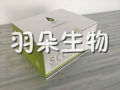 非洲猪瘟病毒抗原检测试纸条