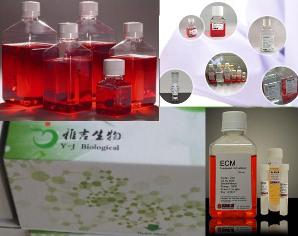 大小鼠人GAPDH免疫组化试剂盒