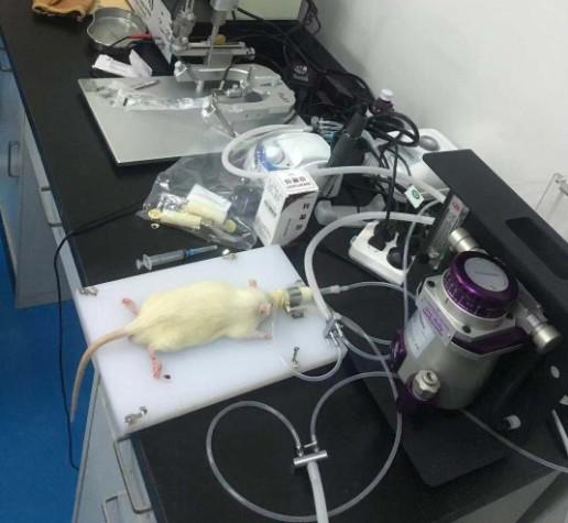 小动物呼吸麻醉机