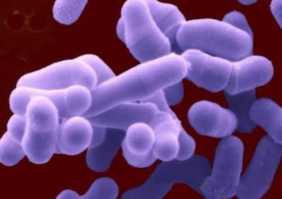 灰葡萄孢（灰霉病菌）哪里有卖