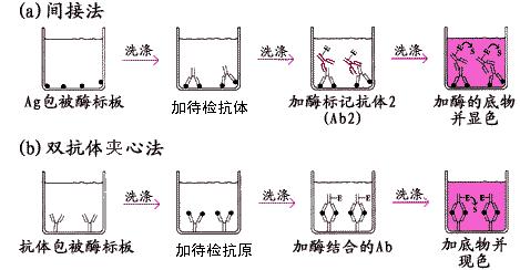 小鼠血管生成素4(ANG-4)elisa酶联免疫试剂盒哪里有买