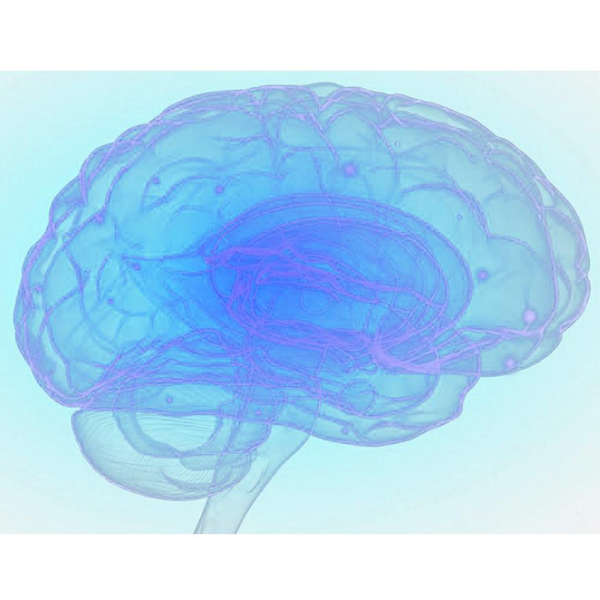 NeuroEasy人神经干细胞诱导培养试剂盒