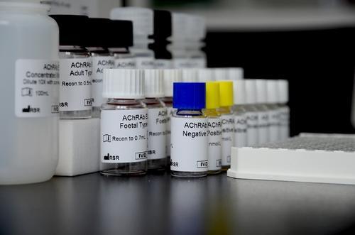 膜粘连蛋白6抗体