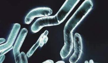 脊髓小脑失调症蛋白1抗体