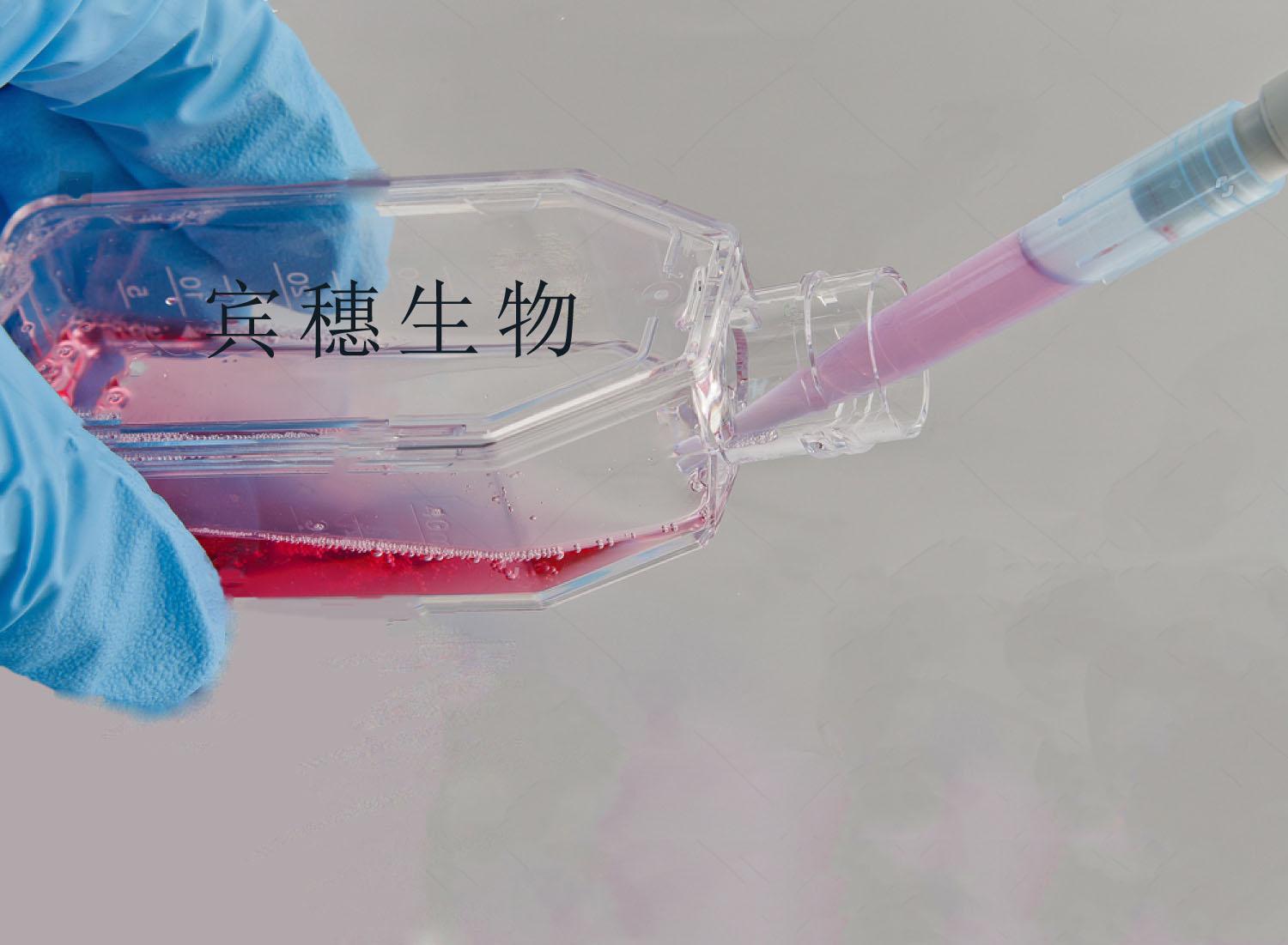 HEB细胞-人脑胶质细胞