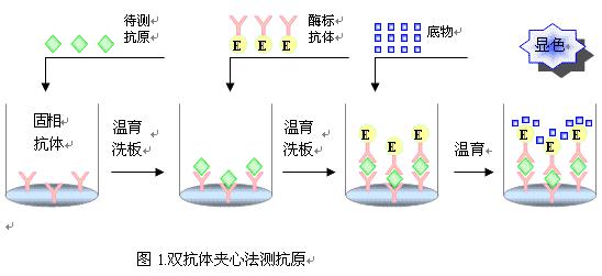 大鼠CD30分子(CD30)elisa酶联免疫试剂盒规格