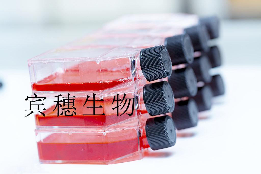 HM细胞-人小神经胶质细胞