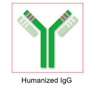 ARRDC4抑制蛋白结构域蛋白4抗体