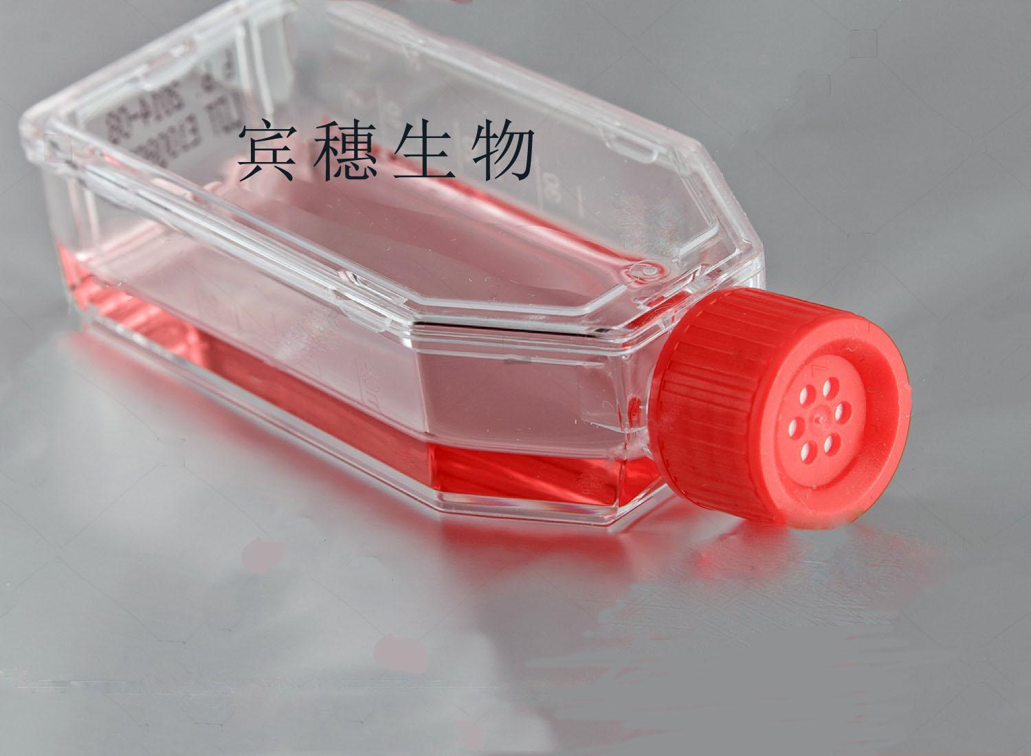 USMC细胞-大鼠血管平滑肌细胞