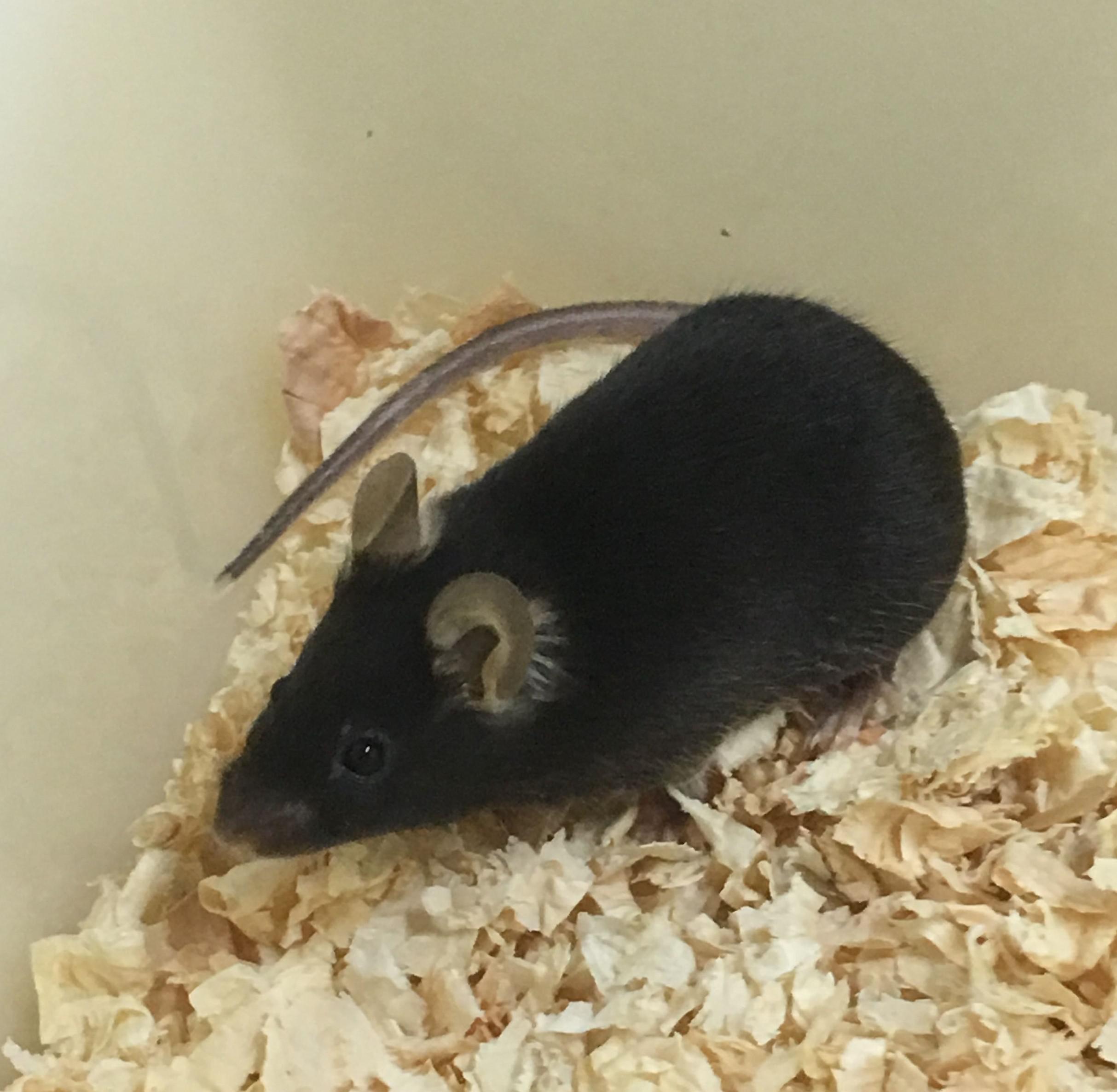 鼠源性肿瘤动物模型