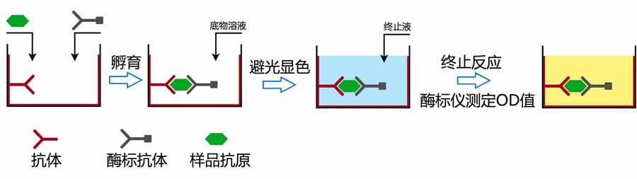 鸡免疫球蛋白G(IgG)elisa酶联免疫试剂盒哪里有买