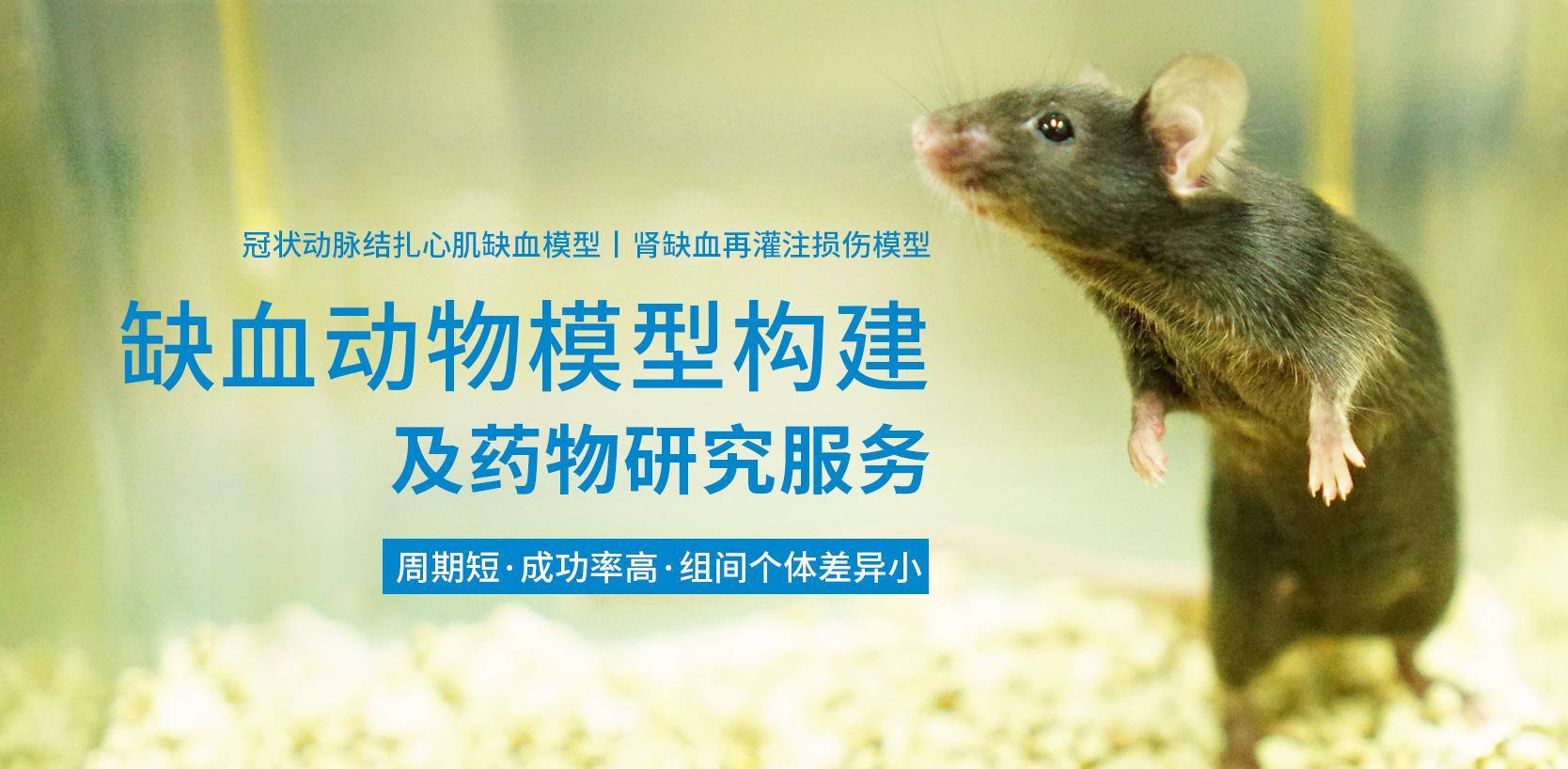 缺血动物模型构建服务