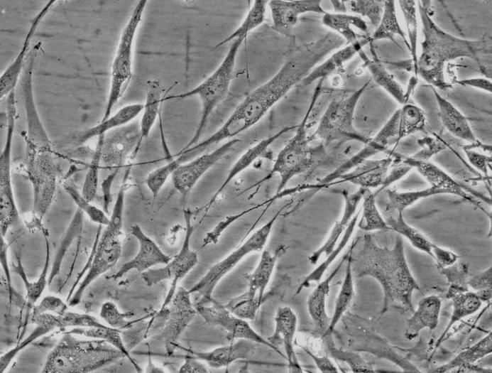 RAW264.7小鼠单核细胞－巨噬细胞