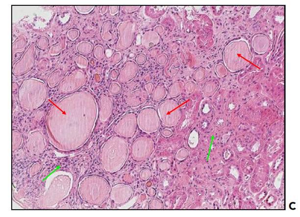 细胞凋亡-DNA Ladder抽提试剂盒厂家