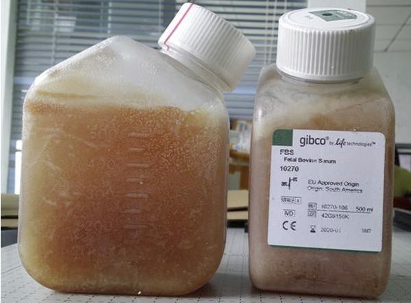 兔抗绵羊IgG（H+L）抗血清                          