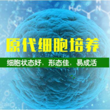 小鼠肠系膜上动脉内皮细胞/小鼠肠系膜上动脉内皮细胞/小鼠肠系膜上动脉内皮细胞