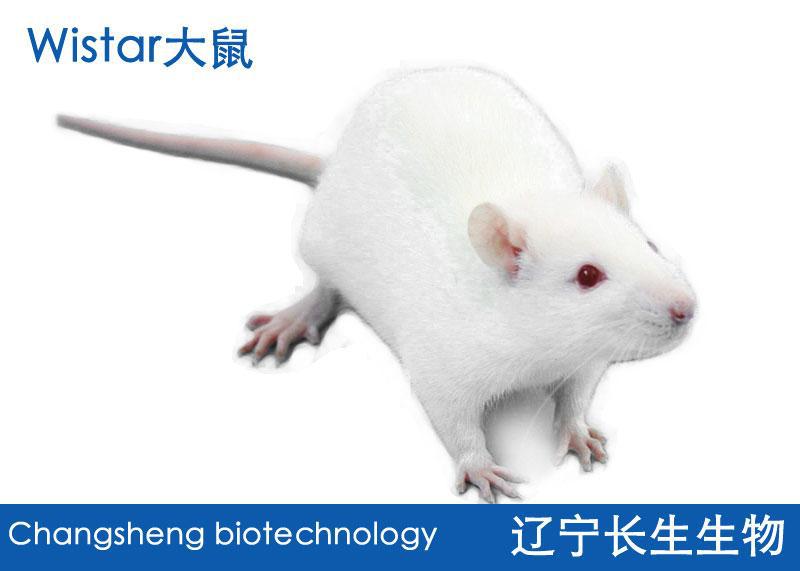 Wistar大鼠