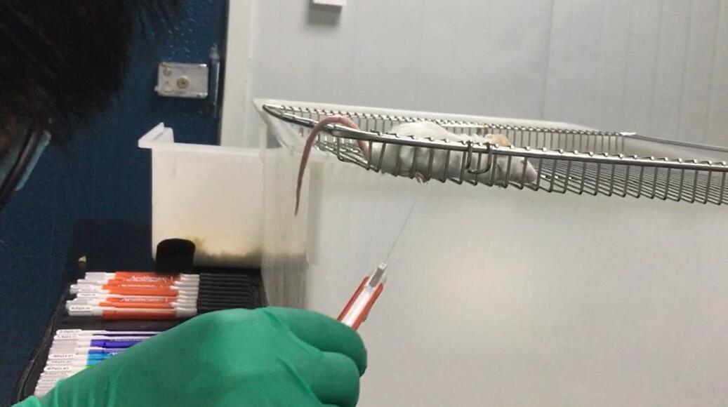 急性脊髓损伤(ASCI)小鼠模型